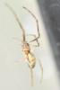 Tetragnatha sp.